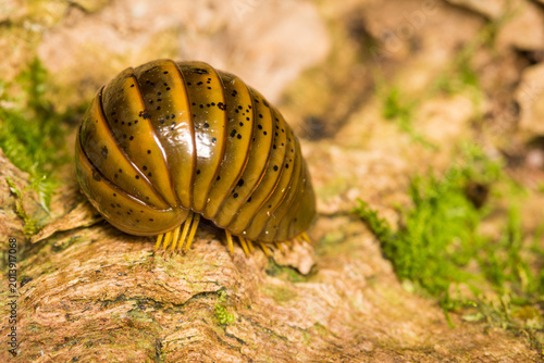 Foto Close up of Procyliosoma delacyi which is a species of giant pill millipede foun