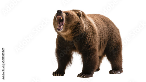 Fotografie Isolated formidable grizzly bear snarling with wide open mouth and sharp fangs