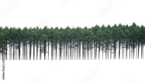 Schilderij op canvas Isolated dense line of tall green trees with dark trunks a natural forest edge e