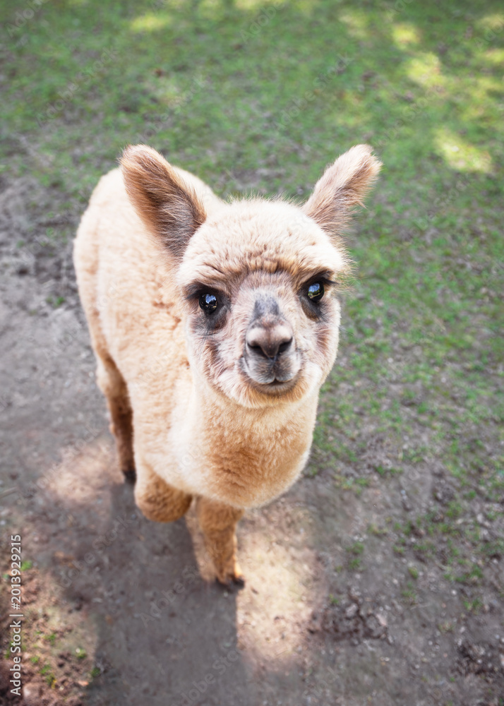 Obraz premium Adorable, fluffy light brown baby alpaca (cria) stands outdoors, gazing directly at the viewer. High-angle shot captures the gentle nature and soft wool of the baby animal