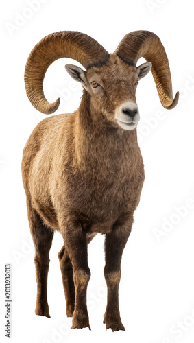 Fényképezés Isolated majestic bighorn sheep ram with impressive spiral horns captured outdoo