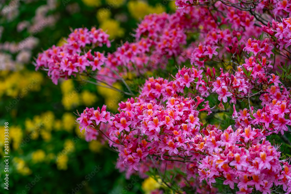 Obraz premium A beautiful spring garden in full bloom
