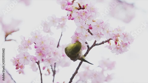 メジロと河津桜 (スローモーション)