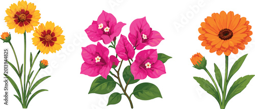 Foto Hand-Drawn Floral Vector Set with Coreopsis, Bougainvillea, and Calendula for Ga