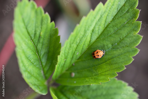 Tableau sur toile Orange ladybug pupa attached to a bright green strawberry leaf