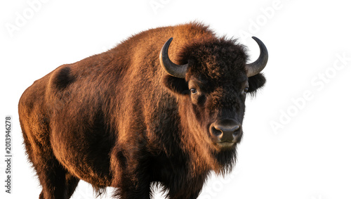 Fotografía Isolated American bison or buffalo, powerful wild mammal with shaggy fur, lookin
