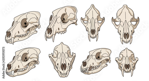Bild auf Leinwand Collection of Dog Skulls in Different Views: Anatomy Study, Veterinary Science,