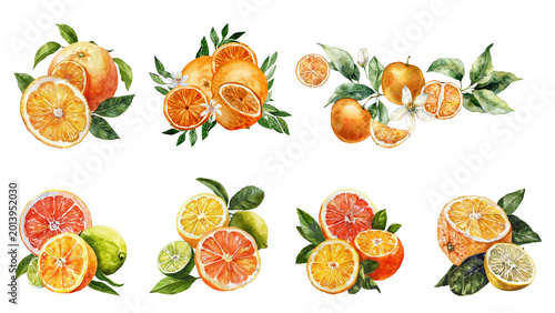 Fotografi A collection of vibrant watercolor citrus fruit illustrations, featuring fresh o