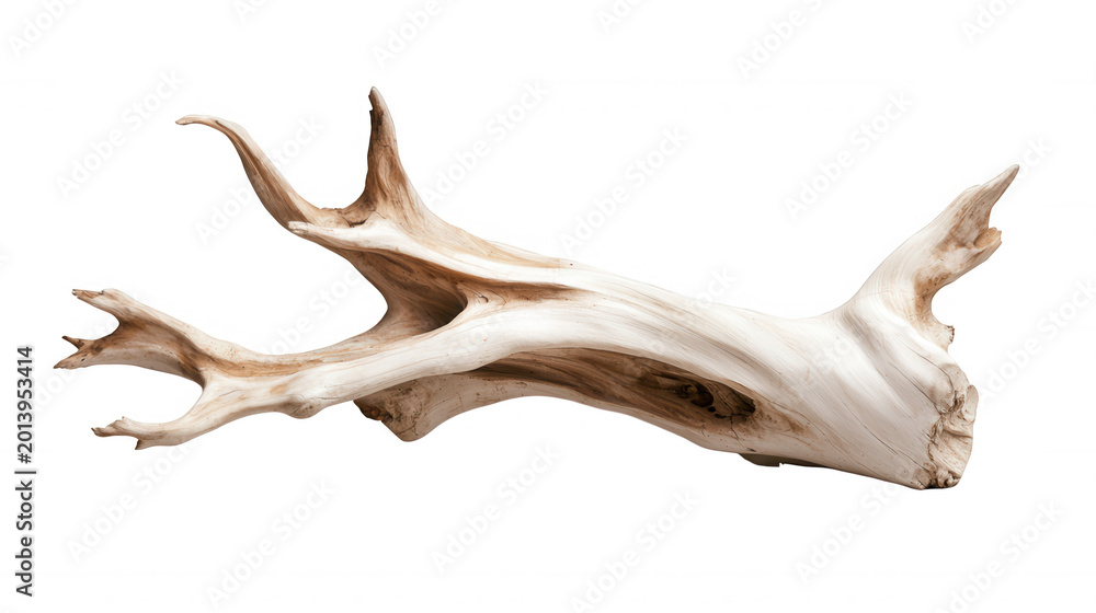 Fototapeta premium White natural driftwood creating an organic decorative sculpture element with abstract on background transparent form