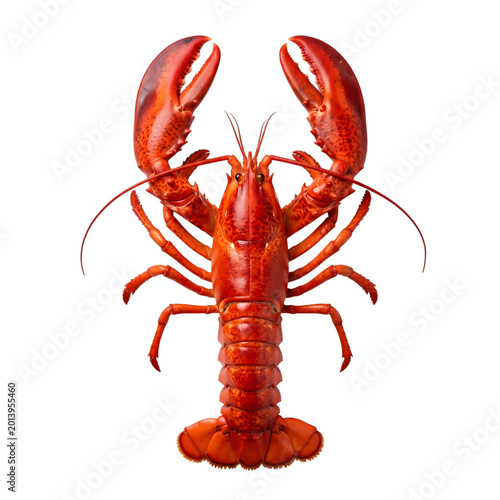 Foto Fresh red lobster with large claws