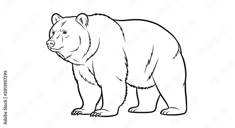 Fototapeta premium A black and white line drawing illustration of a standing bear looking to the left on a plain background