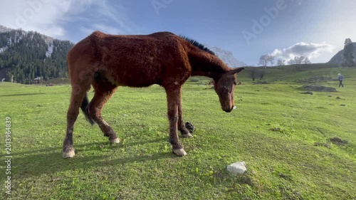 brown horse stands up on its hind legs with the forelegs off the ground. on green meadow in scenic mountain landscape