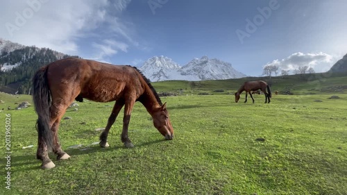 Brown Horse Grazing on Mountain Meadow Natural Landscape