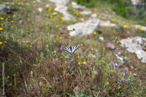 Photos Close-up of a scarce swallowtail butterfly sitting on a wildflower in a rocky me