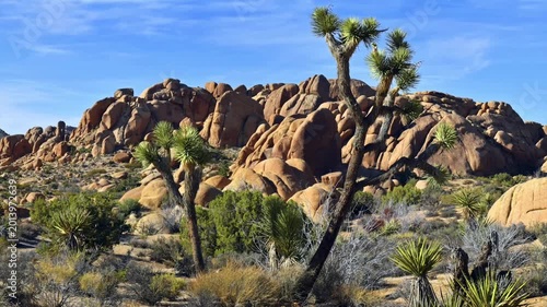 Joshua Tree National Park in California, USA 