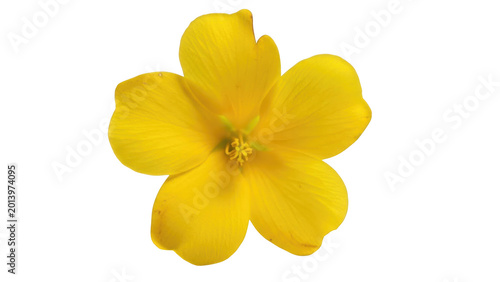 Bright yellow hibiscus flower close-up