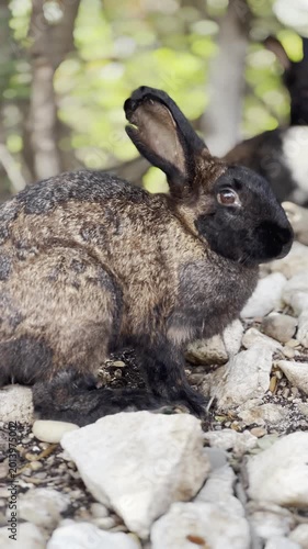 Wild rabbits sitting on rocky ground in natural environment  
