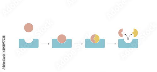 Photos Enzyme function