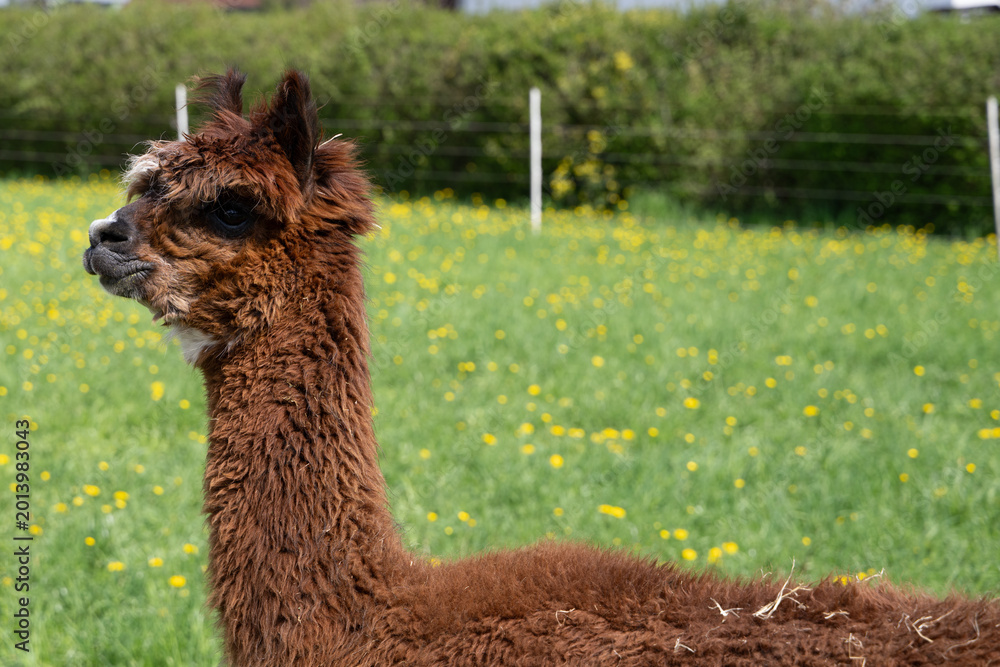 Fototapeta premium alpaka tier natur lama