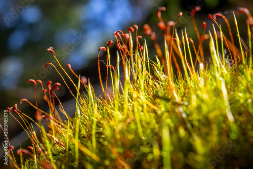 Foto Macro of Red-Hooked Moss Sporophytes Backlit Against Blue Sky