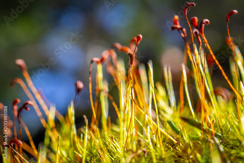 Photography Warm Toned Macro of Polytrichum Moss with Curved Red Capsule Tips
