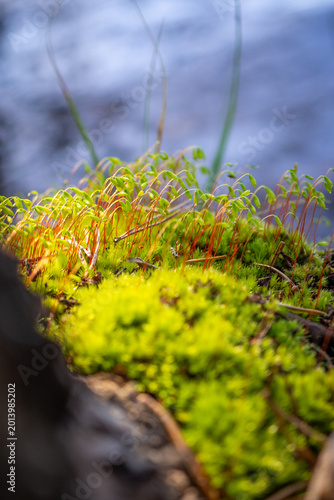 Photography Moss with Elliptical Green Capsules Growing Near Water with Blue Background