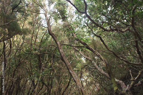 Enchanted laurel forest with mossy trees and twisted branches in Anaga Tenerife