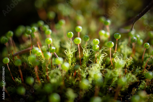 Foto Moss Sporophytes Backlit with Dramatic Lighting on Forest Floor