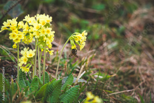 Canvastavla common cowslip, primula veris, on a mountain meadow at a spring day in may