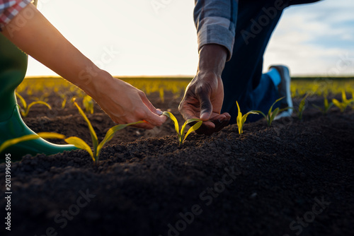 Close up of male and female farmers hands examining crop in corn field.