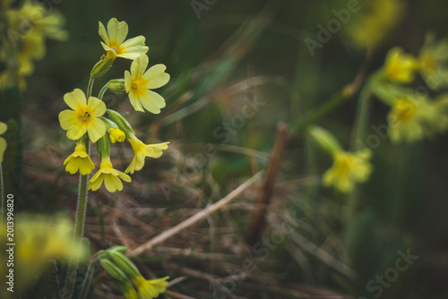 common cowslip, primula veris, on a mountain meadow at a spring day in may