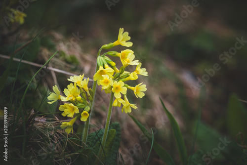 Quadro su tela common cowslip, primula veris, on a mountain meadow at a spring day in may