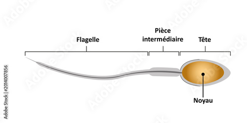 Foto Educational vector illustration showing the structure of human spermatozoa, including the head, nucleus, midpiece, and flagellum (tail) isolated on a white background