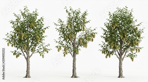 tree green leaves small trunk nature plant growth row white background environment ecosystem botany leafy branches stem flora trees garden park landscape forest woodland foliage