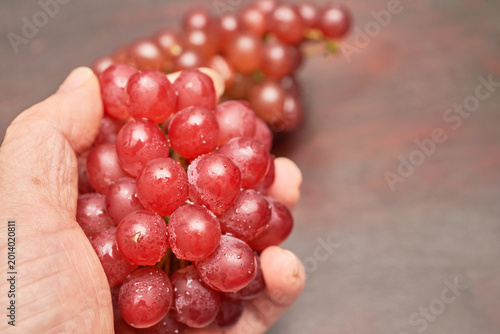 Bild auf Leinwand These macro images feature fresh, seedless Delaware grapes held in a hand