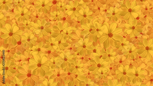 yellow and orange sulfur cosmos flowers background, yellow autumn leaves background