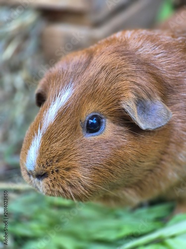 guinea pig in the grass