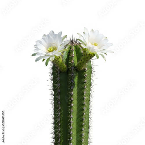 Prickly cactus with white flowers isolated on transparent background
