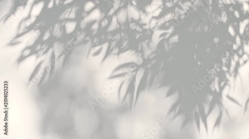 Soft light and shadows from tree branches, plant, foliage and leaves. Morning sunlight and tree shadows blowing by wind reflecting on wall. Summer concept. Product, advertising. . High quality 4k