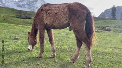Brown Horse Grazing on Mountain Meadow Natural Landscape