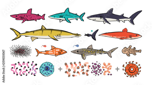 Tableau sur toile Oceanic Diversity: A captivating collection of meticulously illustrated marine life, showcasing the intricate beauty of various shark species and oceanic microorganisms