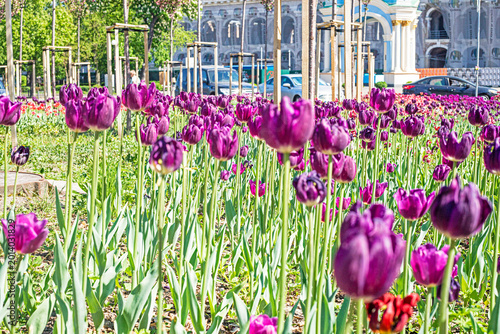 Schilderij op canvas Blooming purple tulip buds in the city on a hot day