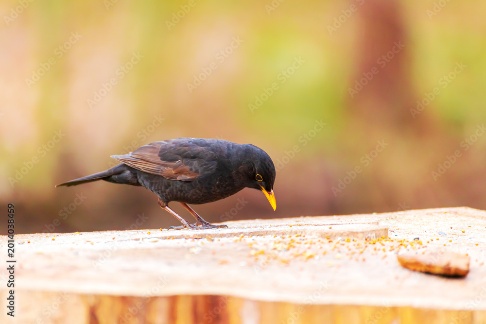 Fototapeta premium A blackbird sits on a stump in a spring park.
