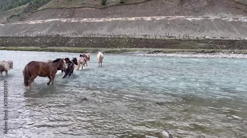 Horses Crossing River in Mountain Valley Natural Landscape