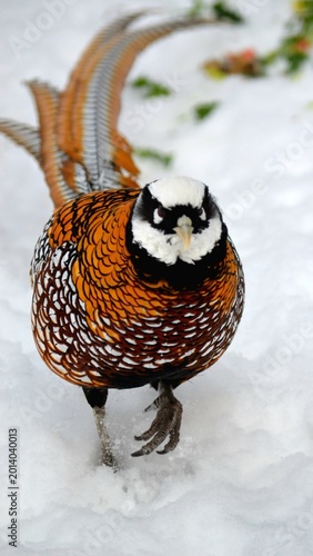 A male Reeves's Pheasant displaying its vibrant plumage against the snow at Assiniboine Park Zoo.