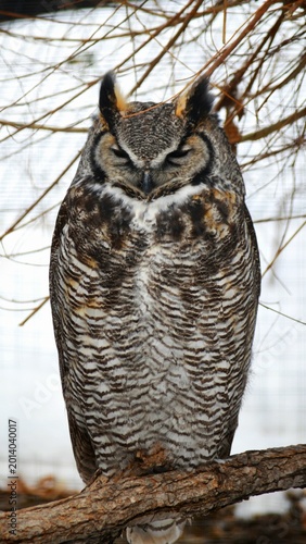 A Great Horned Owl perched on a branch with its eyes closed at Assiniboine Park Zoo.