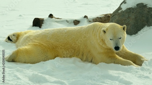 A polar bear lounging comfortably in the snow at Assiniboine Park Zoo.