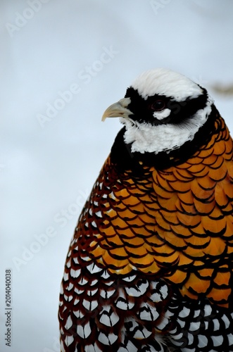 A male Reeves's Pheasant displaying its vibrant plumage against the snow at Assiniboine Park Zoo.