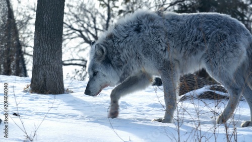 Photos A grey wolf prowling through the snow at Assiniboine Park Zoo
