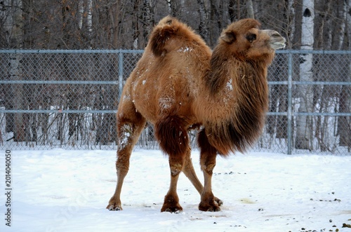Bactrian camel with a thick winter coat in the snow at Assiniboine Park Zoo.